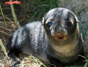 Seal Pup